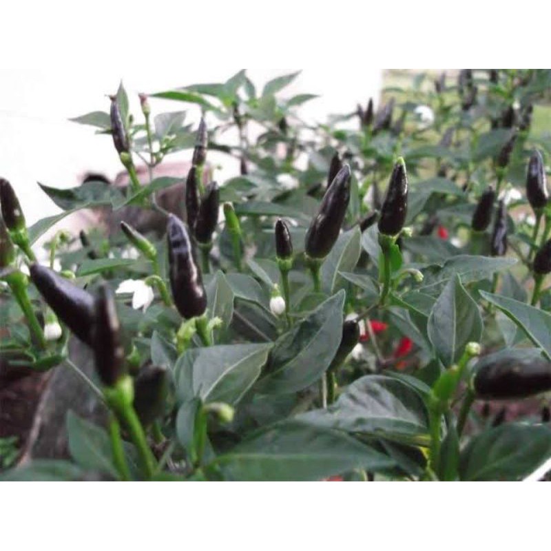 

Lombok hitam black Chili Lombok hias