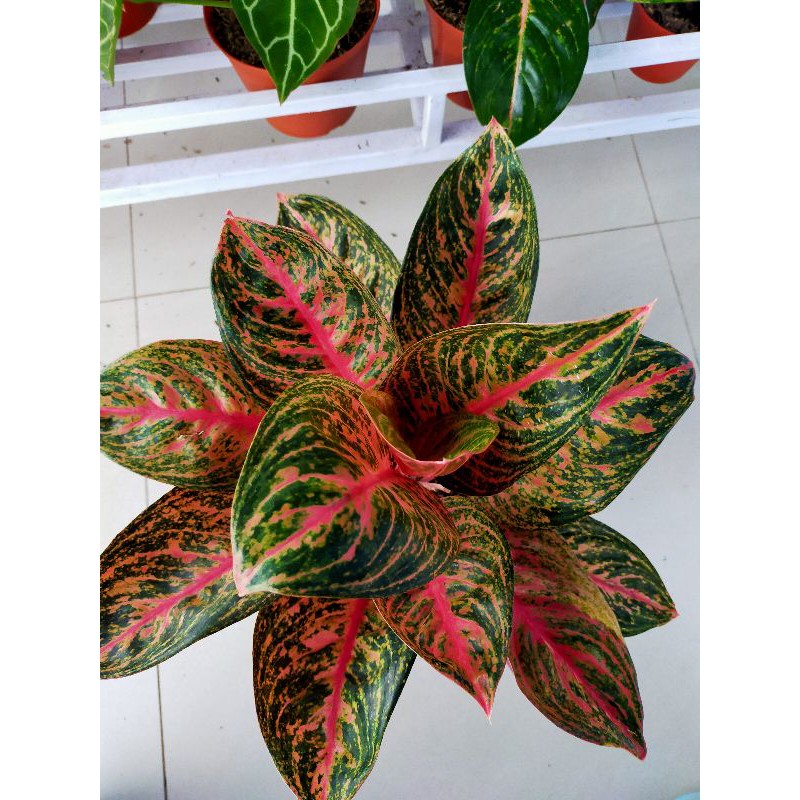 Aglonema Reanita Super JUMBO
