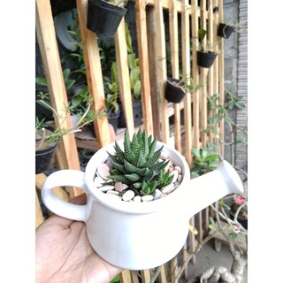  Pot  kaktus  bahan Kereramik Model  Teko Lucu Shopee Indonesia