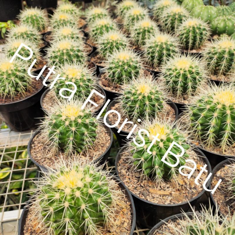 Tanaman Kaktus Golden Barrel Besar