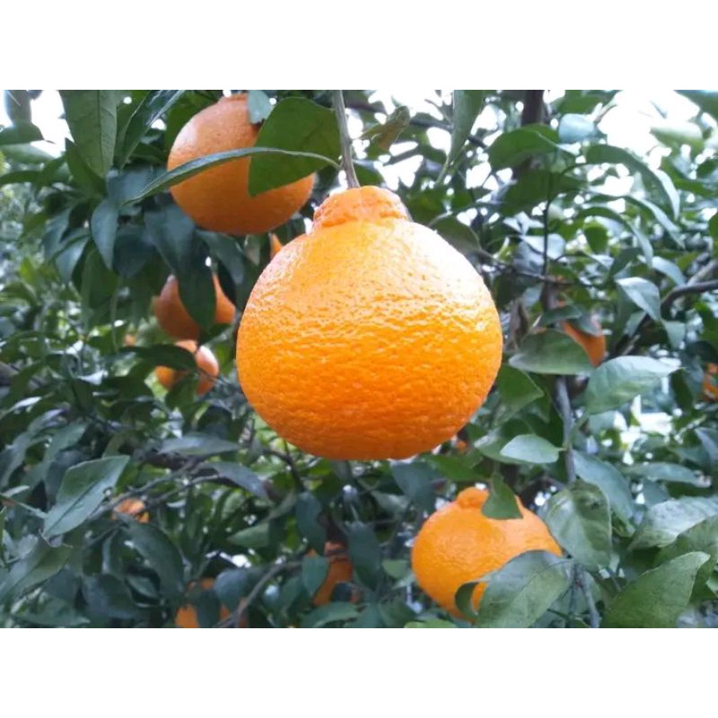 bibit jeruk dekopon hasil okulasi