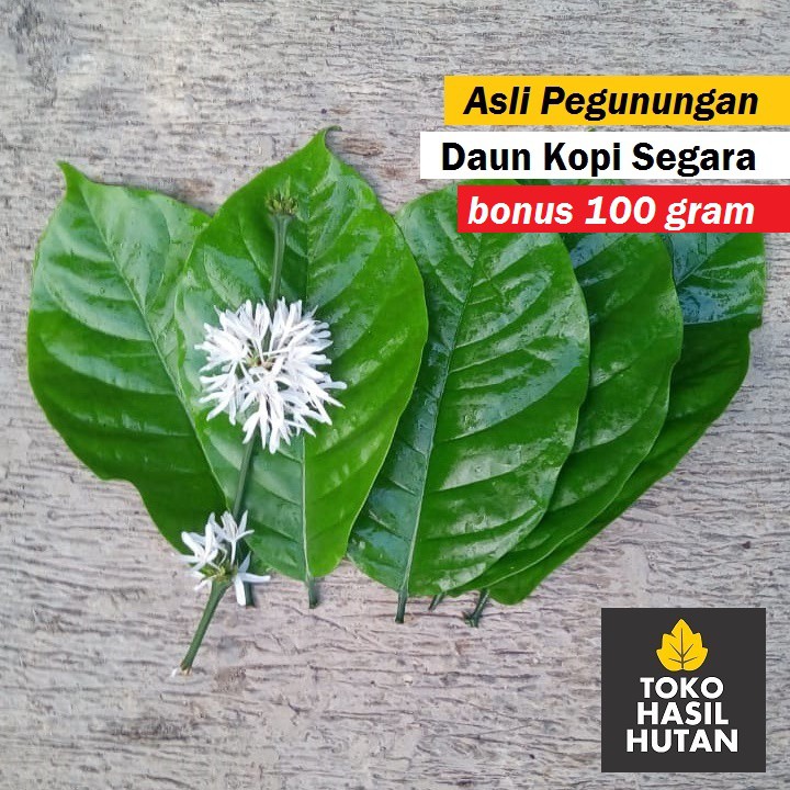 

Daun Kopi Segar Kopi Asli Pegunungan | Toko Hasil Hutan