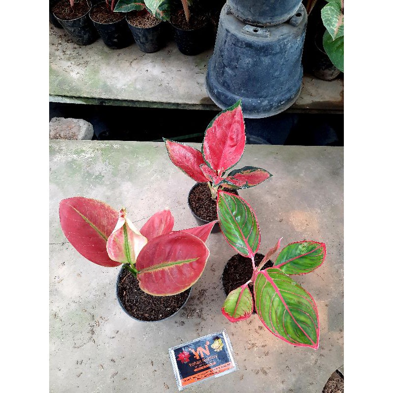 paket bibit tanaman hias bunga aglaonema