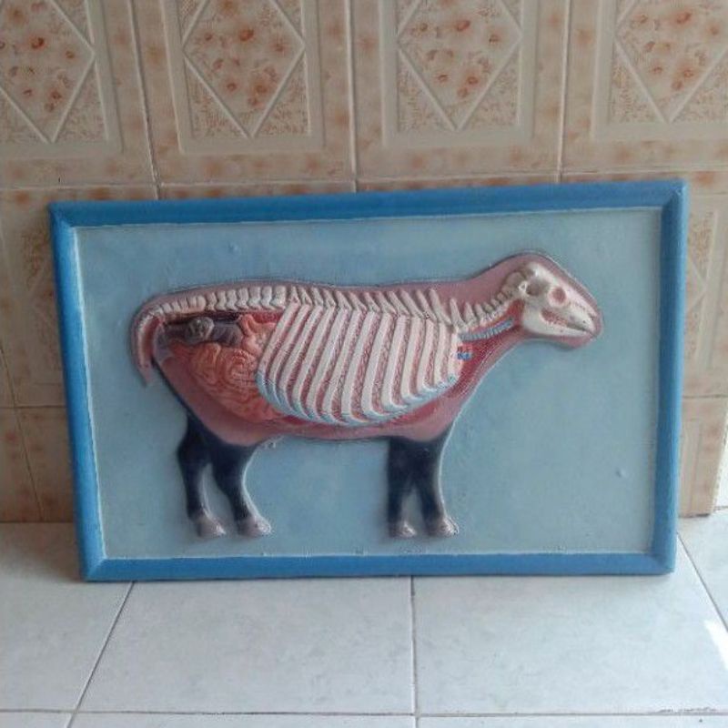 

Penampang model sapi atau lembu alat peraga pendidikan