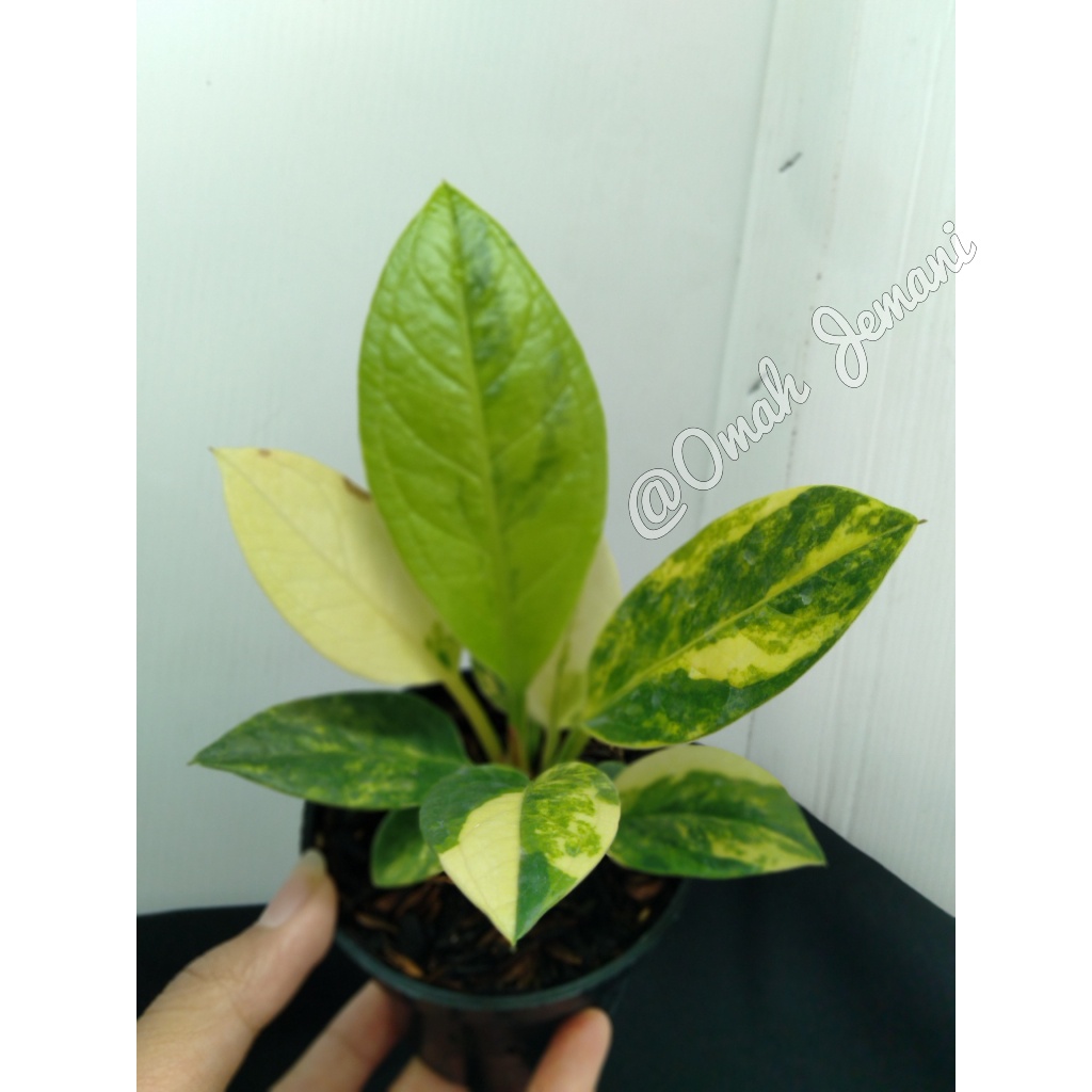 Anthurium jemani Variegata /Anthurium Jemani Varigata / Anthorium Jemani Varigata