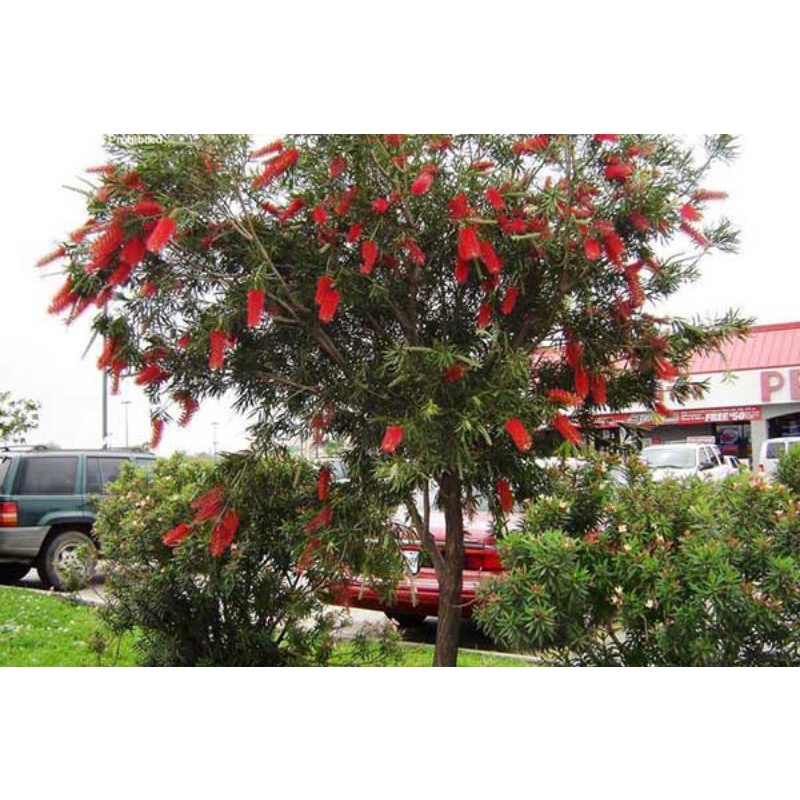 cod bibit sikat botol unggul