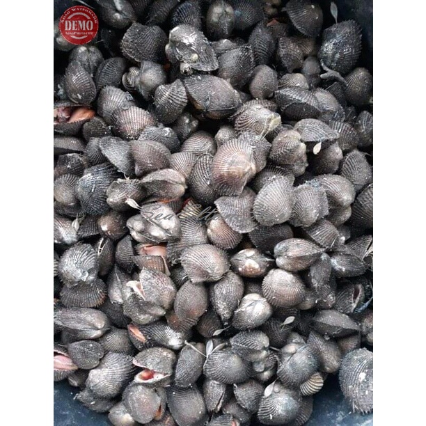 

KERANG BULU HIDUP LIVE Seafood Segar Laut