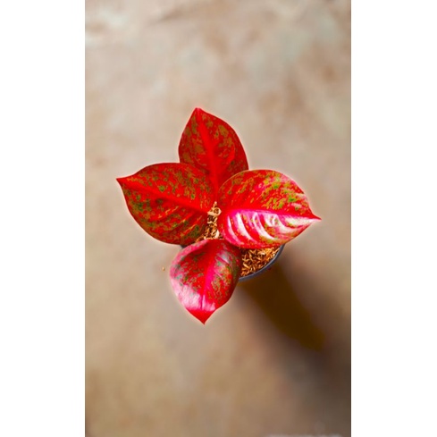 aglaonema super red stardas warna menor