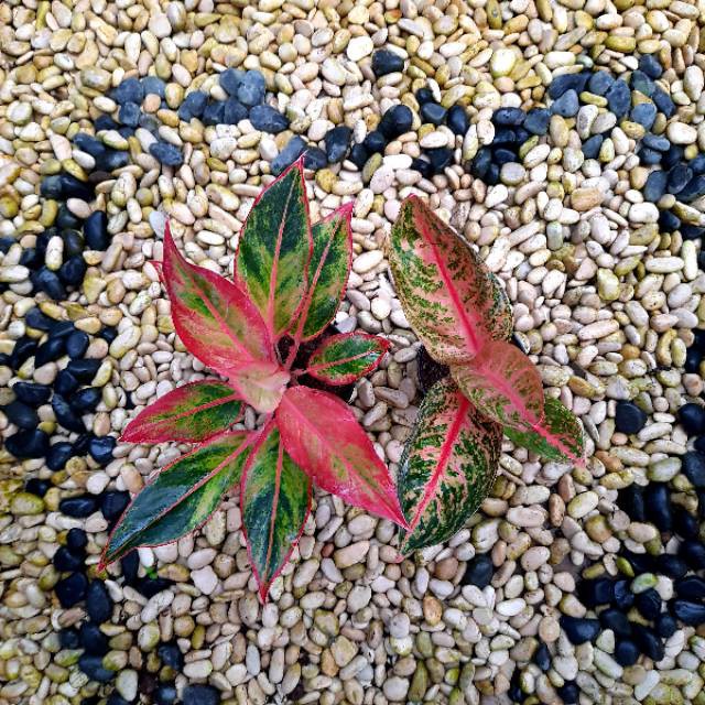 [✅COD] PAKET 2 POHON - (AGLONEMA PAKET) / AGLONEMA PAKETAN MURAH / AGLONEMA MURAH HIASAN TAMAN