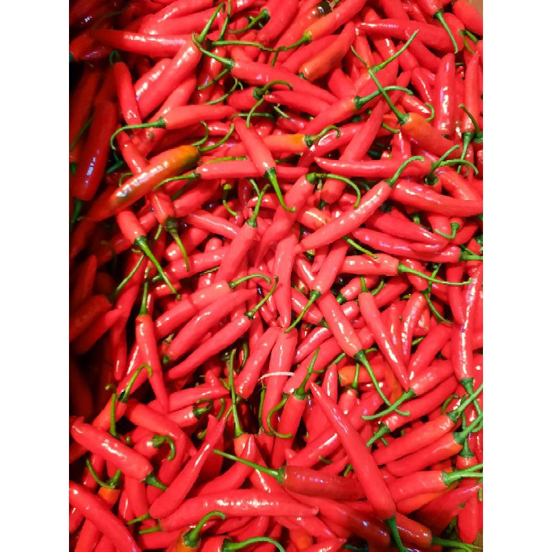 

cabe merah besar 250g
