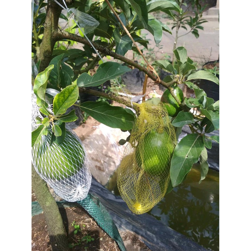 Produc Apokat Miki Super Genjah