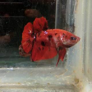 ikan cupang hias nemo/koi full blok | shopee indonesia