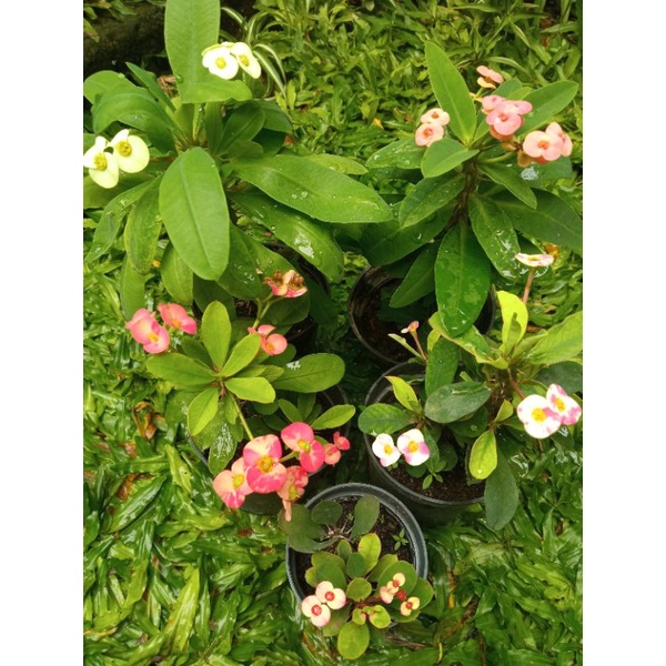 Paket euphorbia bunga kecil 6 jenis