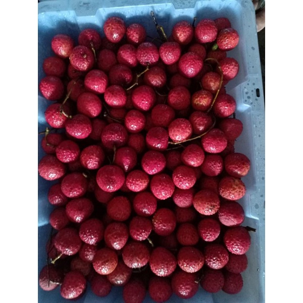 BUAH LECI MADU/LECI MERAH MANIS