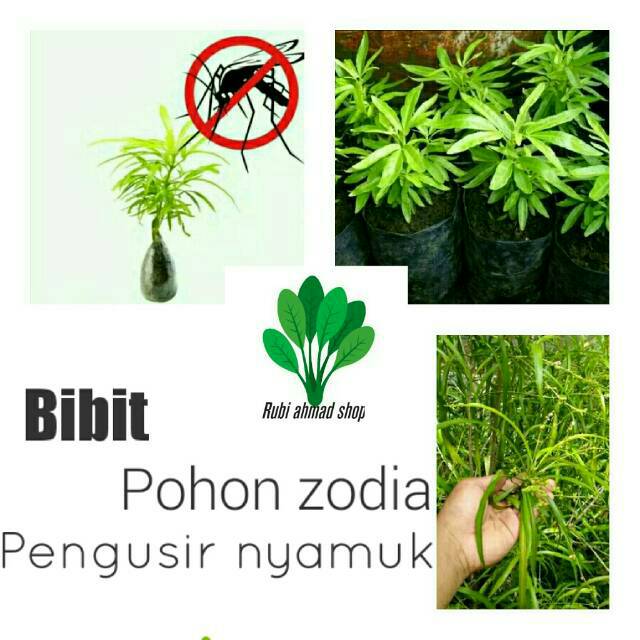 Bibit pohon zodia/tanaman zodia/tanaman pengusir nyamuk