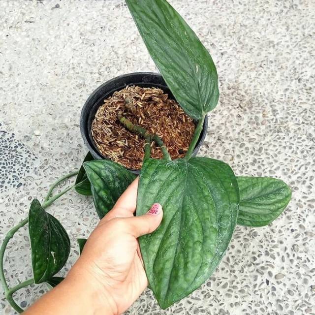 TANAMAN HIAS HIDUP SIRIH BADAK - ANTHURIUM SIRIH