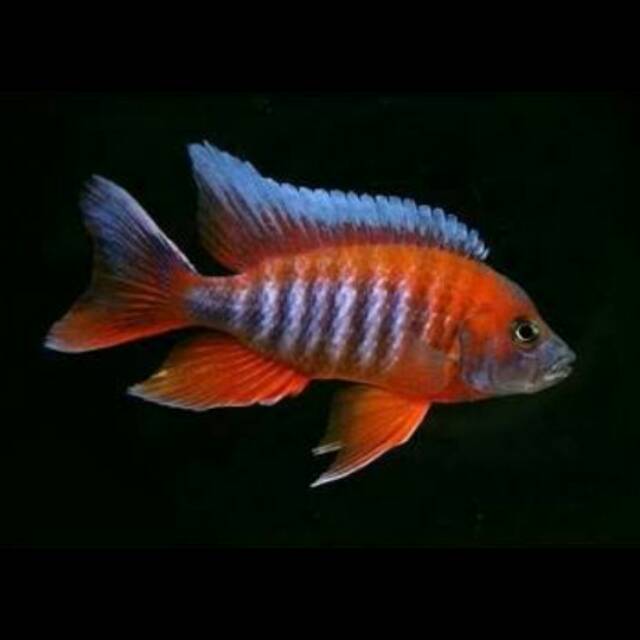 Aulonocara Jacobfreibergi Eureka Red Freiberg's Peacock  Jacob Cichlid