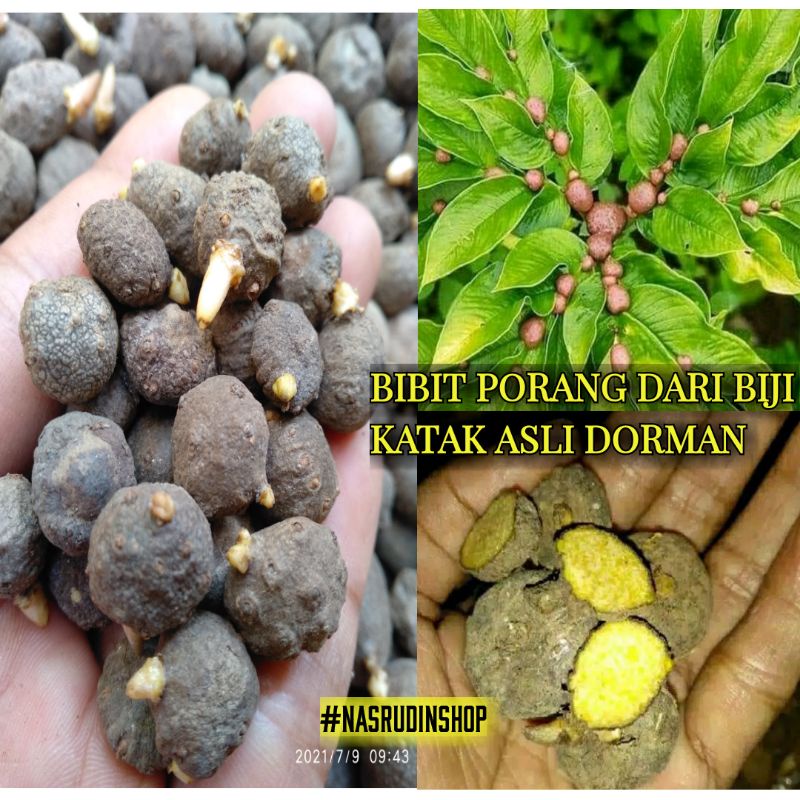 BIBIT PORANG SIAP TANAM TERMURAH KATAK MINI DORMAN