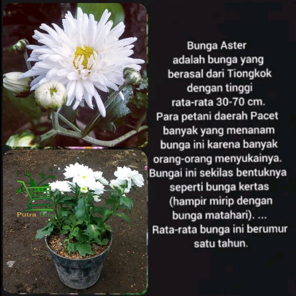 tanaman bunga aster putih - tanaman aster - pohon aster - bunga aster - tanama hias