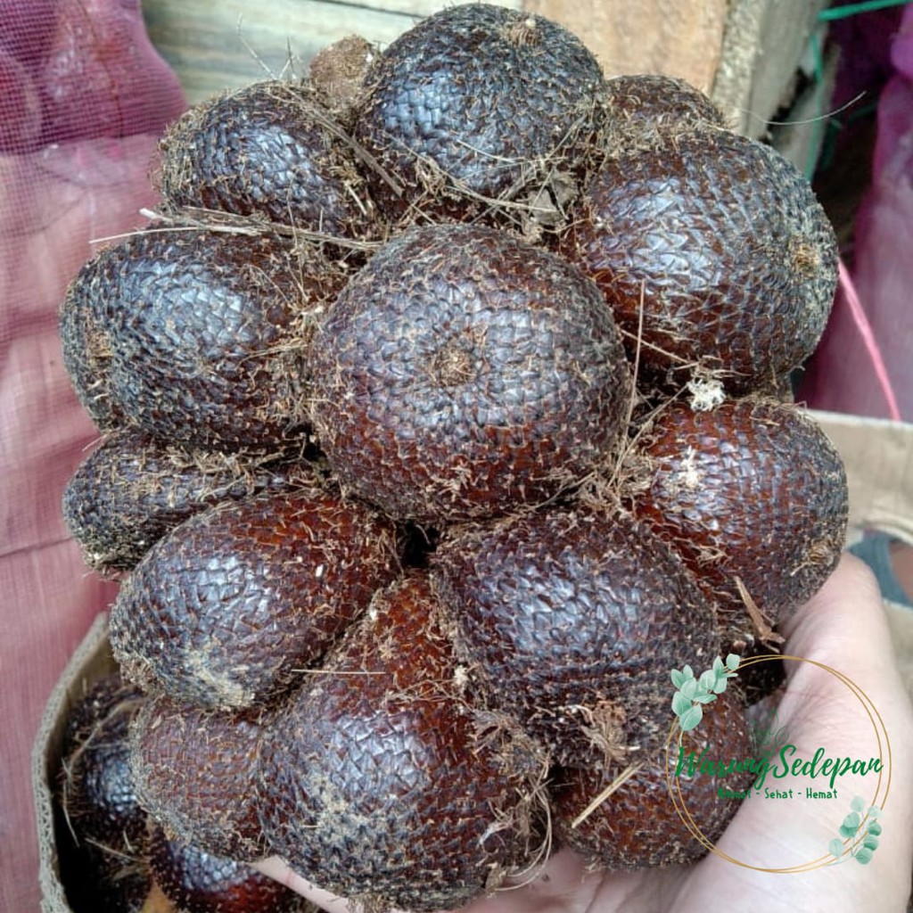 

Salak Segar 1 kg | Salak Enak Khas indonesia | Buah Lokal Segar | Buah Segar Cikarang