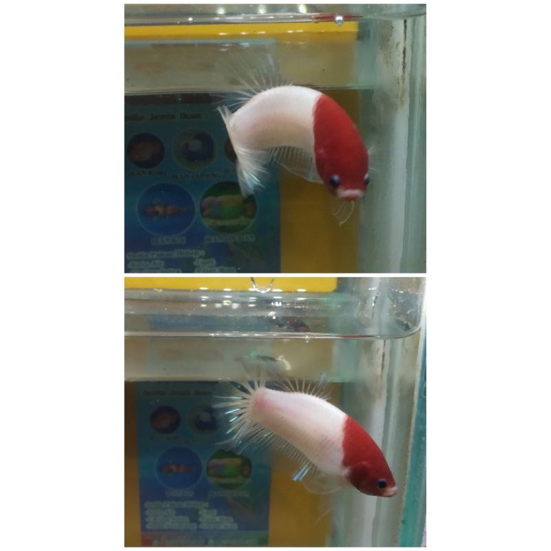 CUPANG KOI TANCHO RED