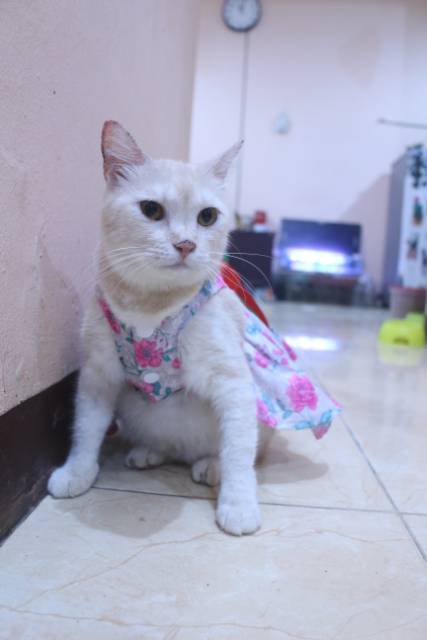 Dress kucing motif bunga-bunga pink lucu untuk kucing dan anjing / baju kucing murah size S-XL