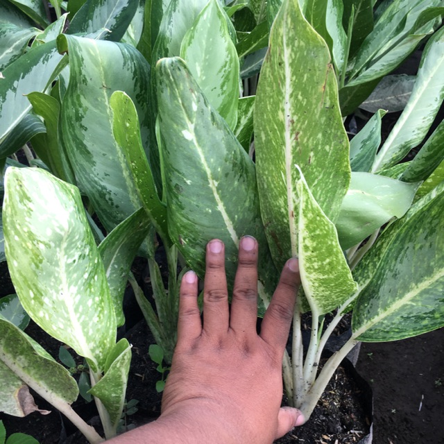 Aglonema Diven Tips dan Trik Pertanian Aglonema Diven Tips dan Trik Pertanian