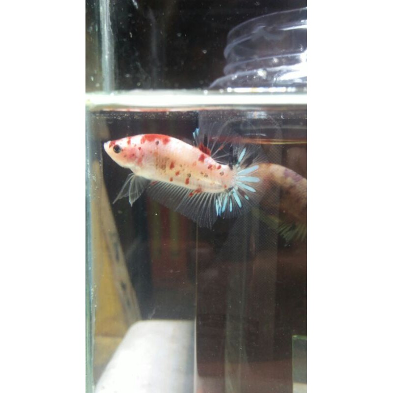 

cupang koi