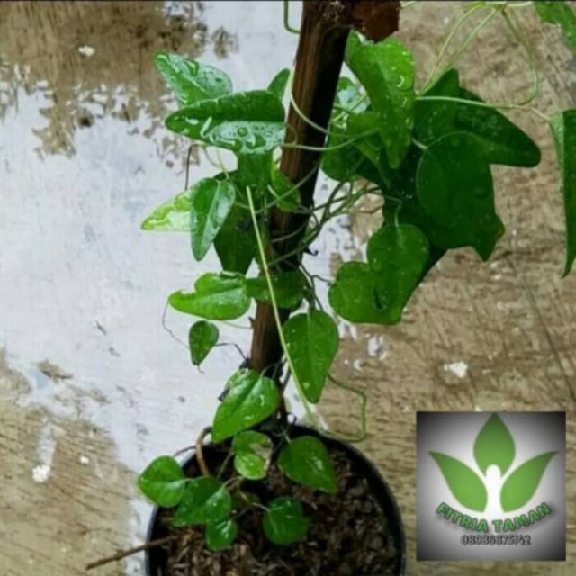 Cincau Jelly - Bibit Tanaman Cincau Jelly - Pohon Cincau Jelly