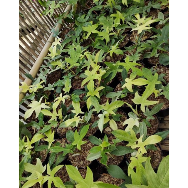 philodendron florida ghost mint