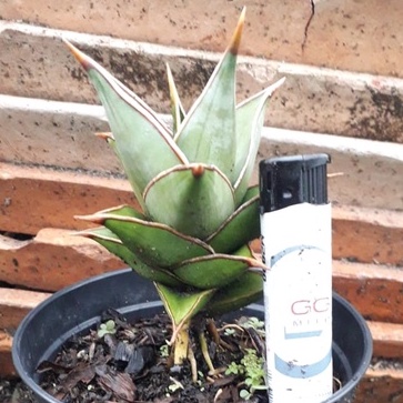 Sanseviera Pinguicula Layak Koleksi- Sansivera Pinguin Kondisi Gemuk - Real Pict