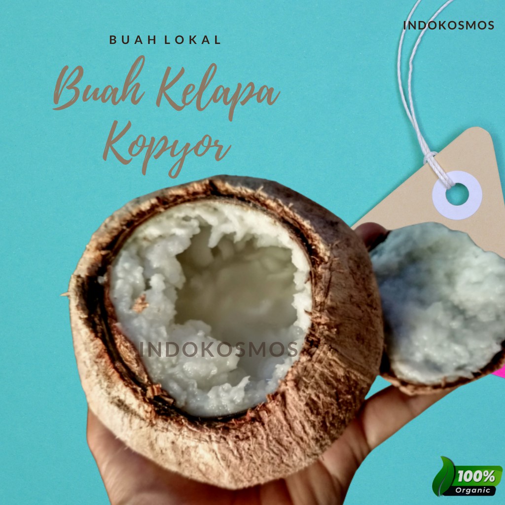 

Buah kelapa kopyor (Size S)
