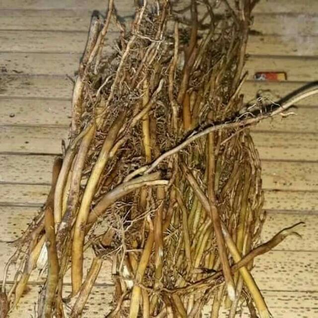 

akar bambu kuning per kg