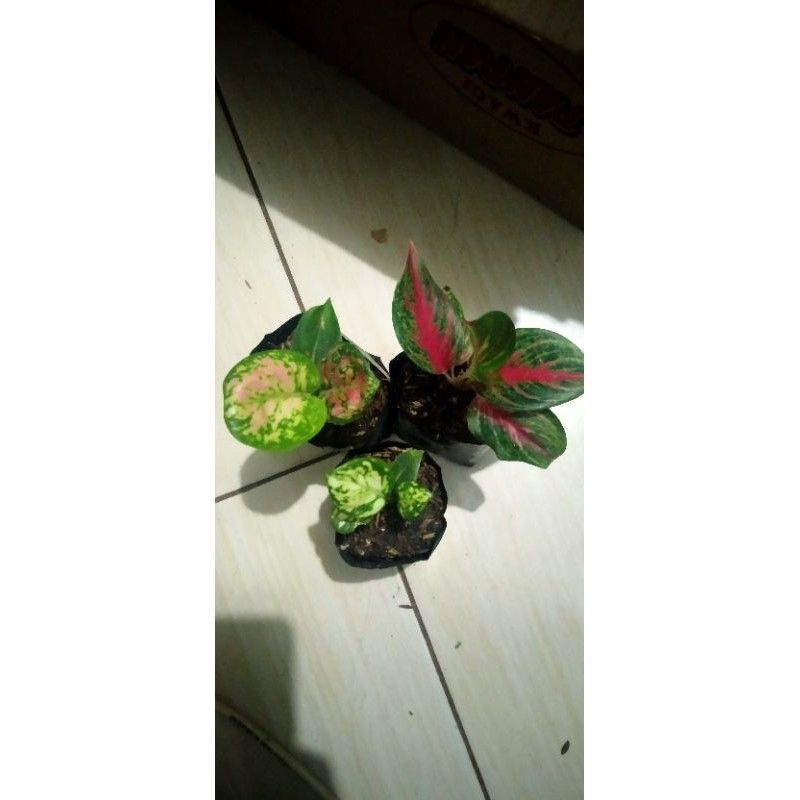 anakan paket hemat 3 bibit tanaman hias aglonema pink katrina-red borju-super white
