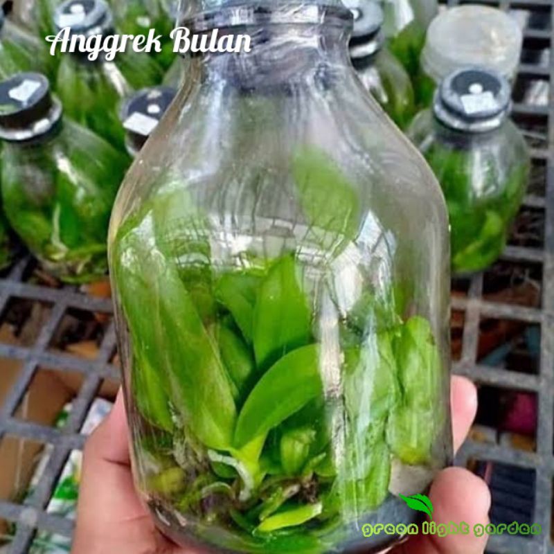 Bibit Bunga Anggrek Bulan Taiwan Botol Jemblung Premium Koleksi