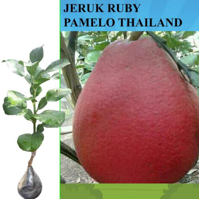 Reb0N Bibit Jeruk Red Pamelo/Pohon Red Pamelo