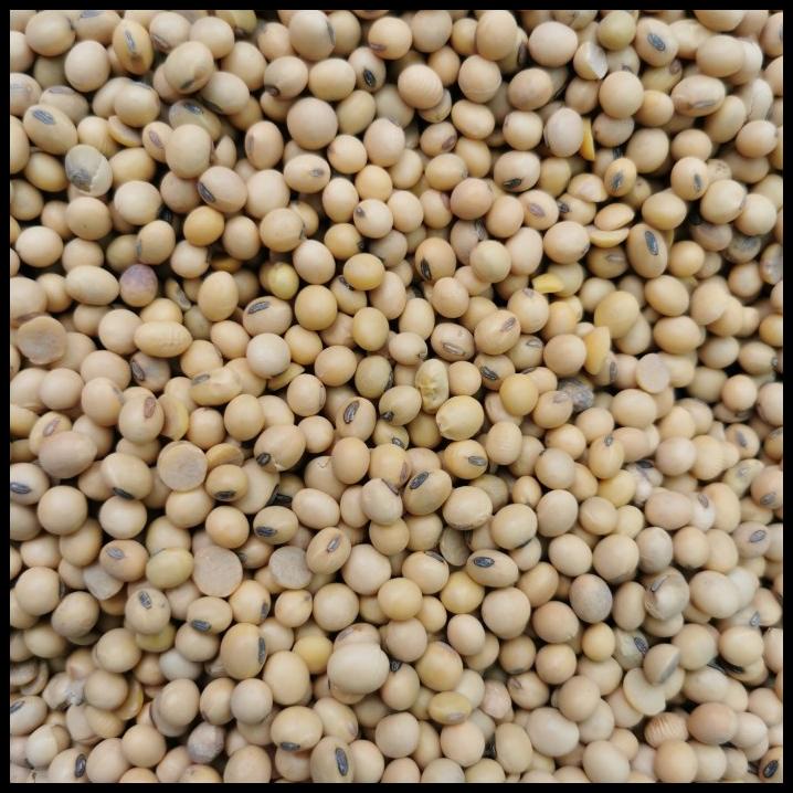 Kacang Kedelai Amerika Mata Hitam kemasan 1 karung/ 50kg