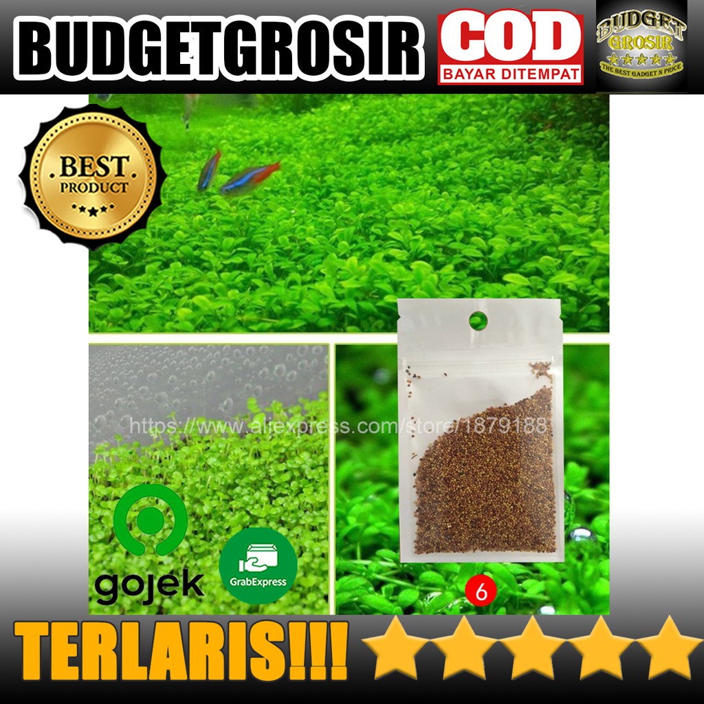 Bibit Rumput Air Dekorasi Aquarium Landscape Ornament Love Grass