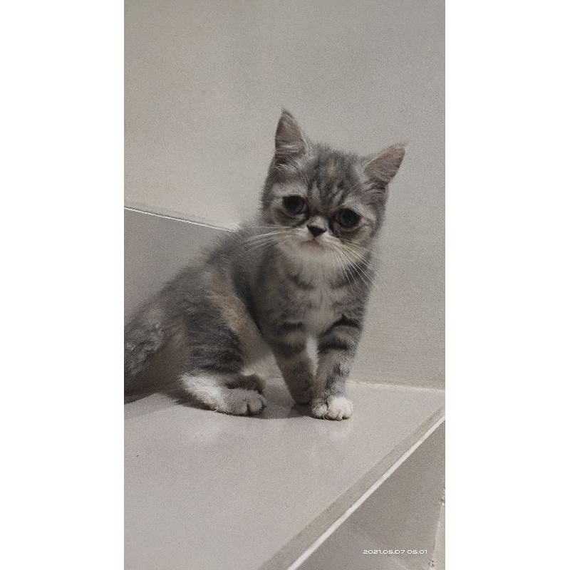 Kitten Persia Flatnose Exotic (bulu pendek)