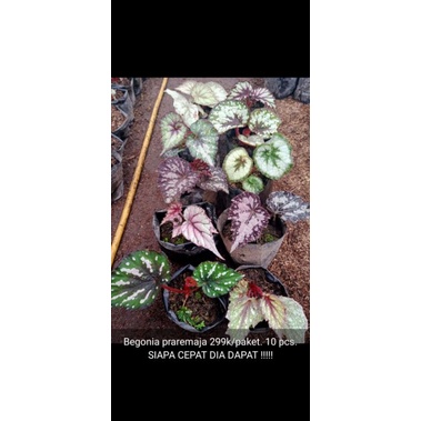 PAKET BEGONIA