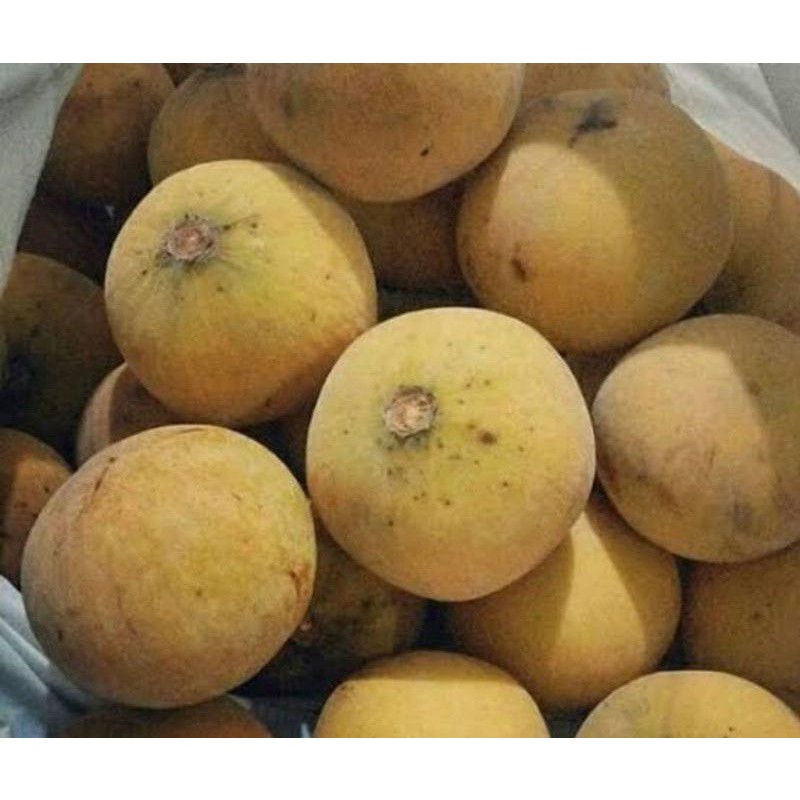 

buah Kecapi manis segar perkilo