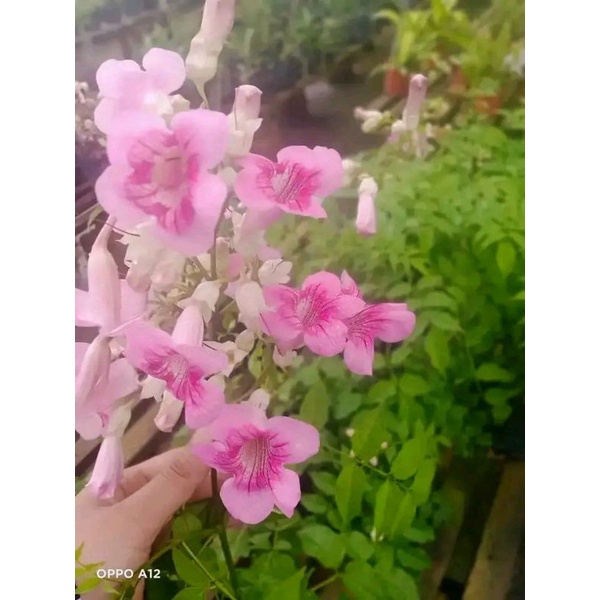 tecoma pink tanaman hias dan juga disukai oleh lebah madu
