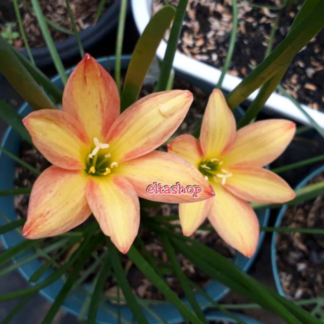 Umbi Bibit Rain Lily Rainlily Bunga Lili Hujan Import Island Breeze Zephyranthes Lily Shopee Indonesia