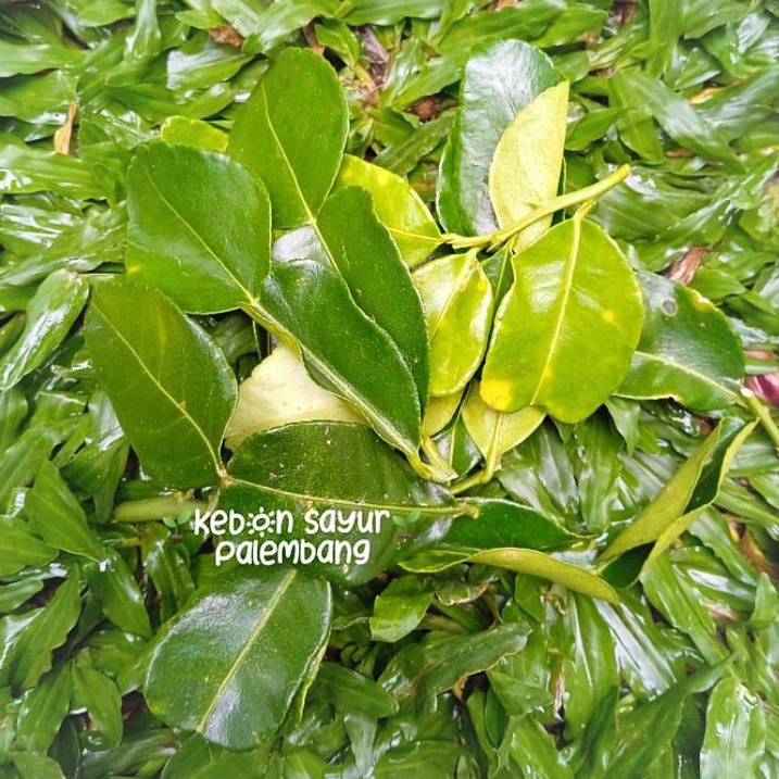 

kebun sayur daun jeruk purut 1 bungkus