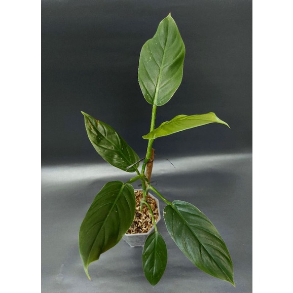 philodendron subhastatum