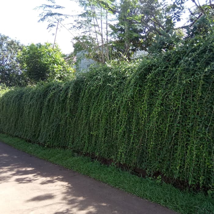 tanaman menjuntai lee kwan yew panjang 1 meter - lee kwan yew 1 meter