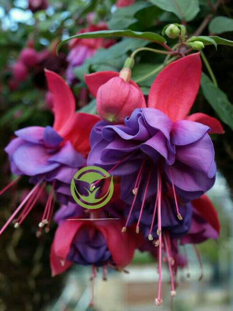 BUNGA FUCHSIA / BUNGA ANTING INDIA / ANTING-ANTING