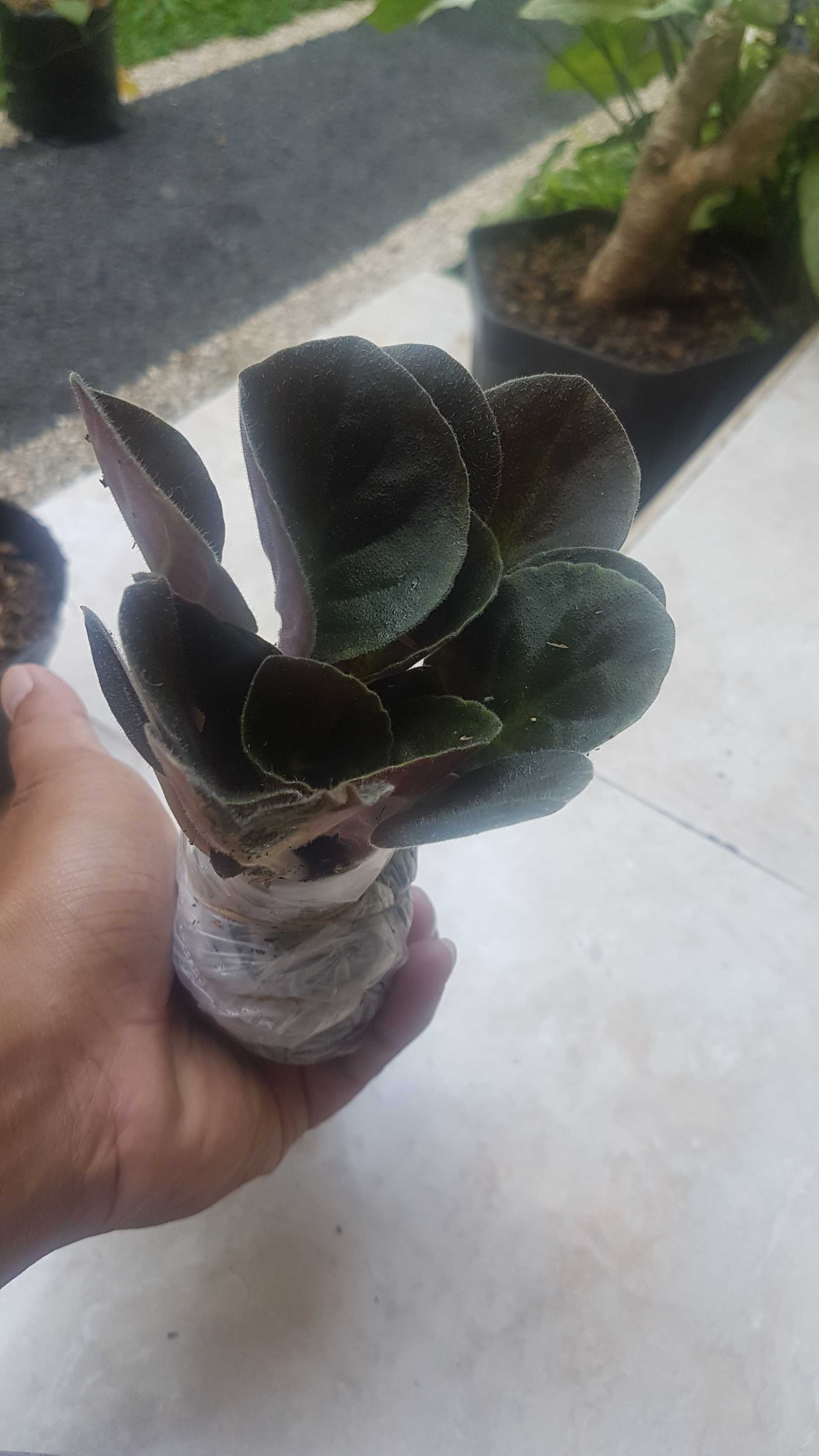 African Violces Bunga Blue Bicollor - Hebat Garden3