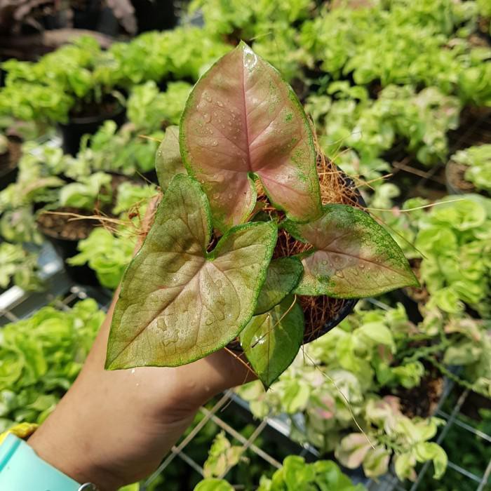 Syngonium 'Maria Allusion' / Nephthytis - Tanaman hias singonium mini