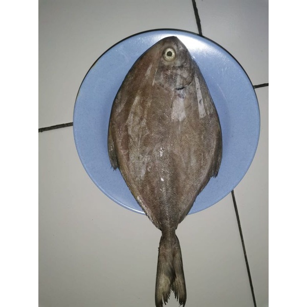 

bawal hitam